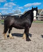 **KNAPPE & LIEVE GROTE TINKER RUIN**, Dieren en Toebehoren, Ruin, Ontwormd