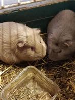Cavia beertjes, Dieren en Toebehoren, Knaagdieren, Cavia, Mannelijk, November, Tam