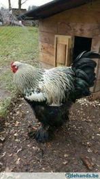 brahma haan zilver gezocht