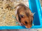 Goudhamster vrouwelijk, Dieren en Toebehoren, Hamster, Vrouwelijk, November, Tam