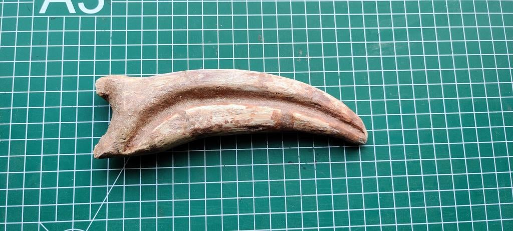 Spinosaurus klauw met herstellingen, Ophalen, Fossiel