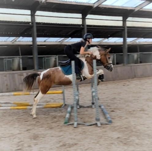 ZEER BRAVE DRACHTIGE (REX TER LINDEN) ALLROUND D PONY!, Dieren en Toebehoren, Pony's, Merrie, B, D pony (1.37m tot 1.48m), Springpony