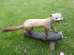 Taxidermie Fouine, Enlèvement, Utilisé, Animal sauvage