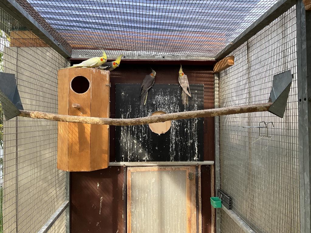 Valkparkieten 1-1, Dieren en Toebehoren, Vogels | Parkieten en Papegaaien, Parkiet, Geringd