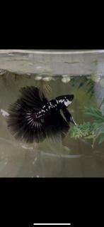 Betta kempvis zwartmamba, Dieren en Toebehoren, Vissen | Aquariumvissen, Vis, Zoetwatervis