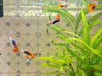 10 guppy mannetjes