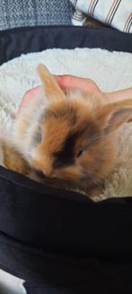 4 schattige baby konijntjes te koop, Dieren en Toebehoren, Konijnen, Meerdere dieren, Dwerg, 0 tot 2 jaar