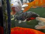 Koi noir et rouge, Poisson, Poisson d'eau douce