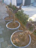 Druivelaar, Ophalen of Verzenden