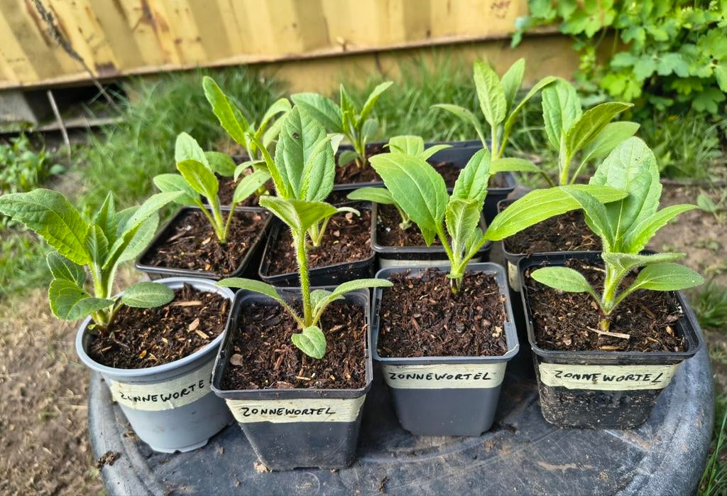 Zonnewortel te koop Intermassa BV Stekene, Tuin en Terras, Ophalen, Winter