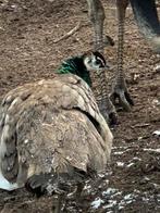 Gezocht: pauw hen, Dieren en Toebehoren, Pluimvee, Vrouwelijk, Overige soorten