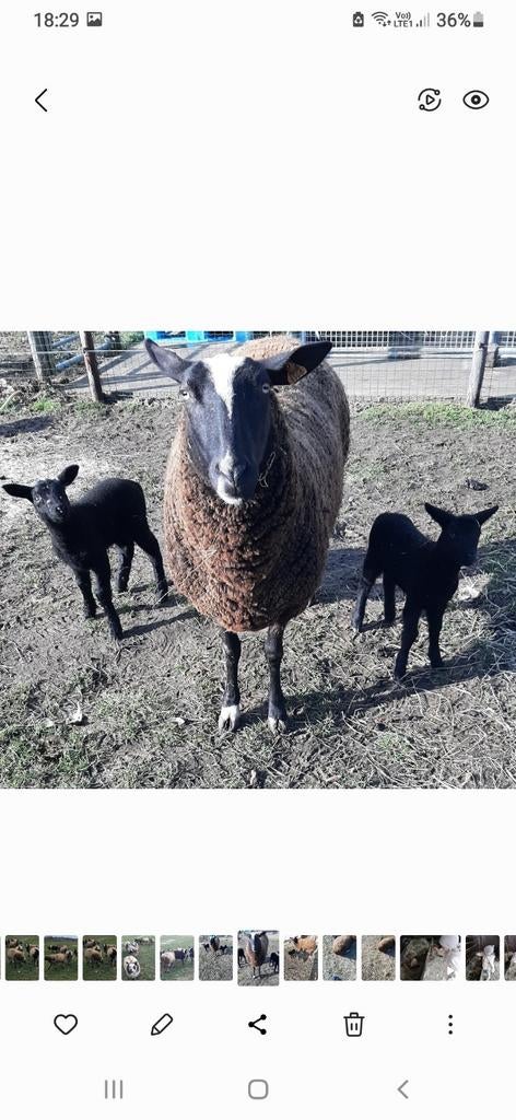 Schapen, Dieren en Toebehoren