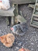 Cochin krieltjes, Dieren en Toebehoren