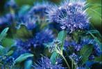 Caryopteris Grand Blue, Tuin en Terras, Planten | Tuinplanten, Ophalen