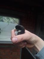 Kleurlegger kuikens (haantjes mogen gratis terug komen), Dieren en Toebehoren, Pluimvee