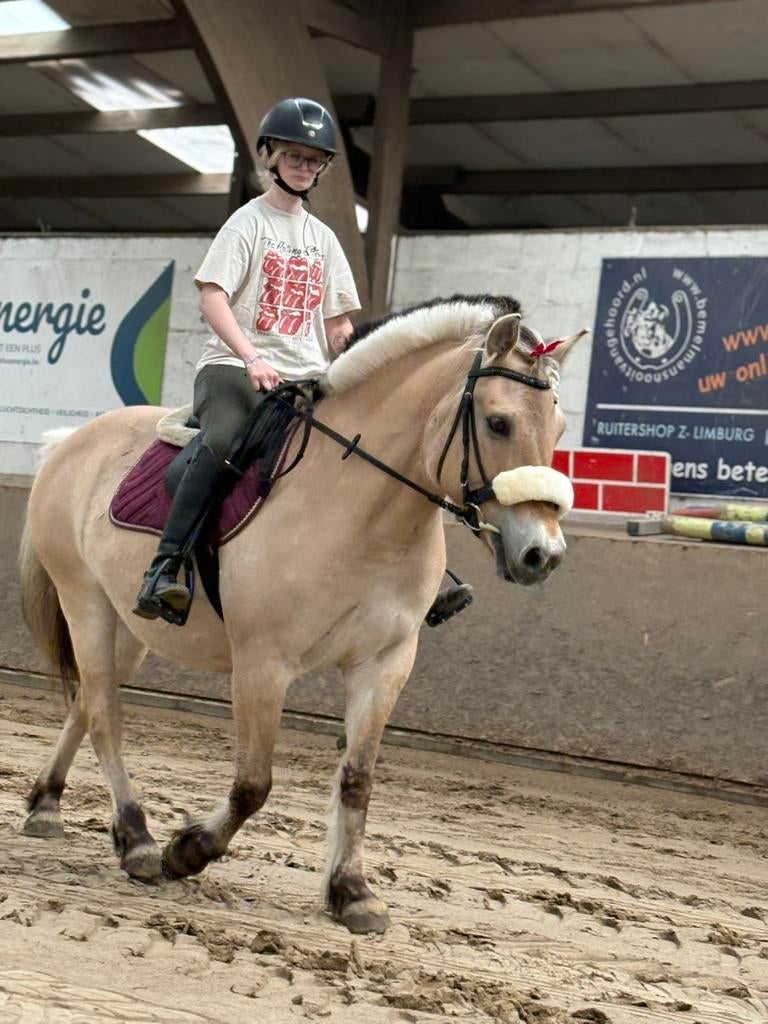 Leuke fjord te koop, Jument