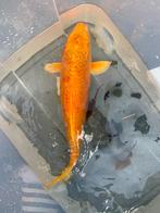 Europese koi 40 cm, Carpe ou Koï