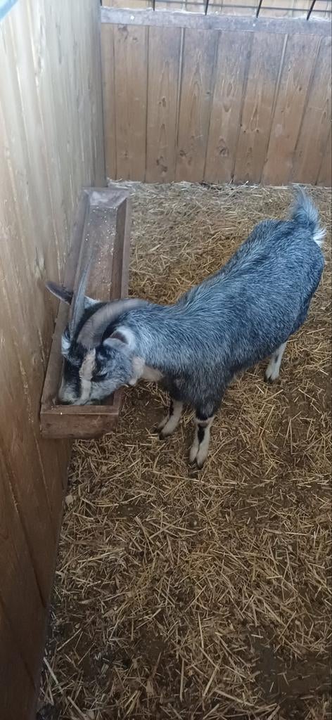 Geit - 1st. - Blauwschimmel tan - 2 jaar oud, Dieren en Toebehoren, Geit