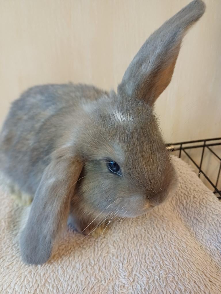 Grijze voedster franse hangoor met blauwe oogjes, Femelle, Grand, Oreilles tombantes, 0 à 2 ans