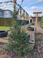 Taxus Baccata 1m80, Ophalen