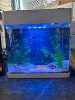 Superfish 17 liter met visjes, Animaux & Accessoires, Poissons | Aquariums & Accessoires, Enlèvement, Aquarium d'eau douce rempli