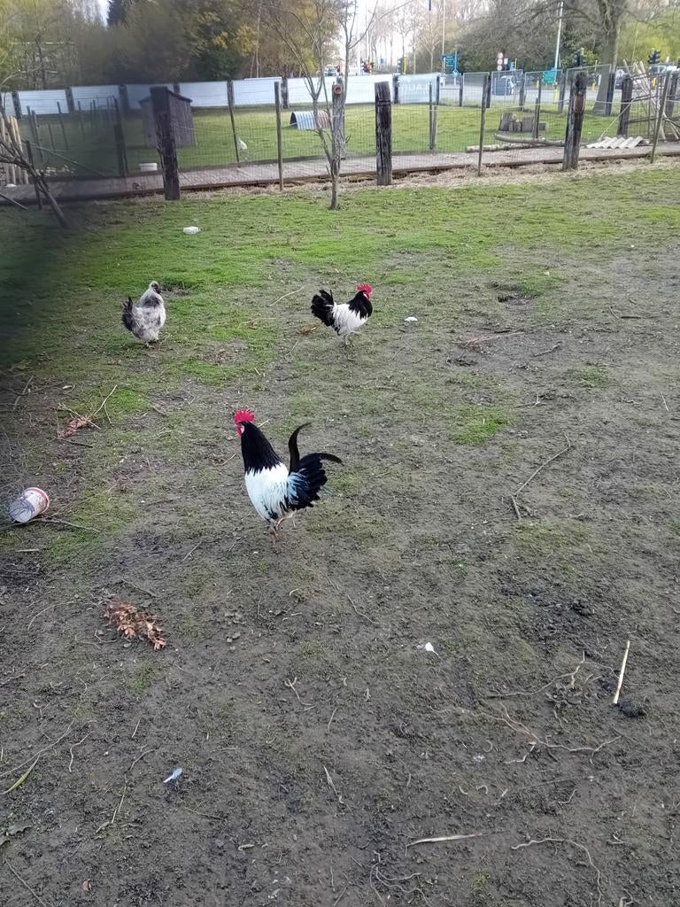 2 lakenvelder hanen, Animaux & Accessoires, Volatiles