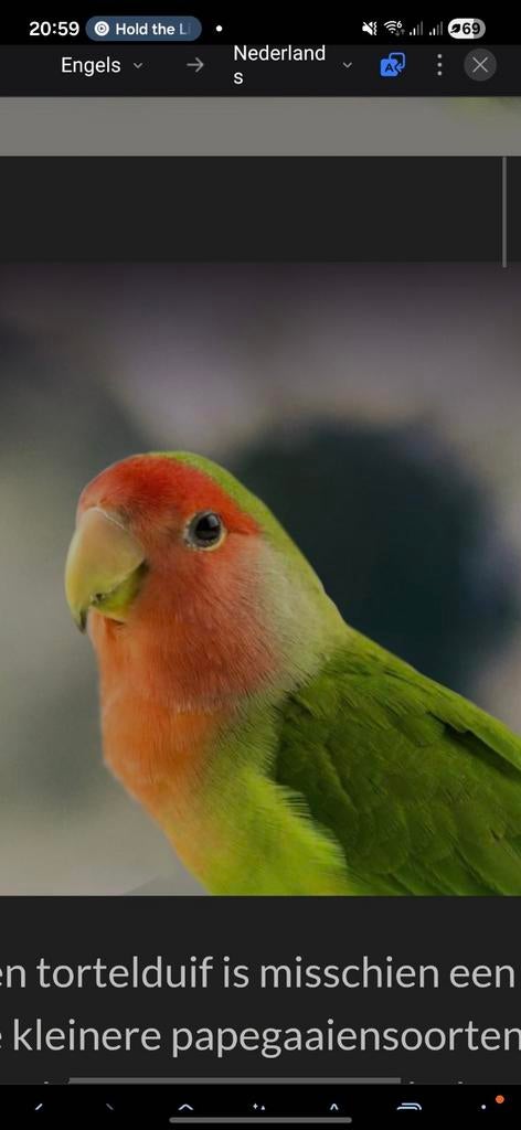 ‼️Ik zoek een koppeltje handtamme dwergpapegaaien‼️