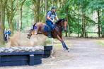 knappe 5jarige allrounder Ruin, Dieren en Toebehoren, Paarden, Ruin, L