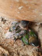 Jonge personata, Dieren en Toebehoren, Geringd