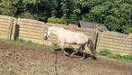 Knappe jonge ruin, Dieren en Toebehoren, Gechipt, Minder dan 160 cm, Ruin, 3 tot 6 jaar