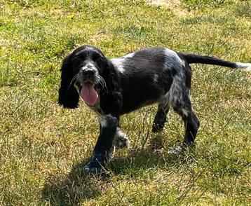 Engelse cocker spaniel pups beschikbaar voor biedingen