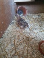 Mannelijke kwartel, Dieren en Toebehoren, Vogels | Overige Vogels, Mannelijk