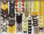 VLINDERS voor verzameling, 5€/ specimen, Vlinders of Rupsen