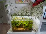 Aquariumplanten, Dieren en Toebehoren, Vissen | Aquaria en Toebehoren, Ophalen, Zo goed als nieuw