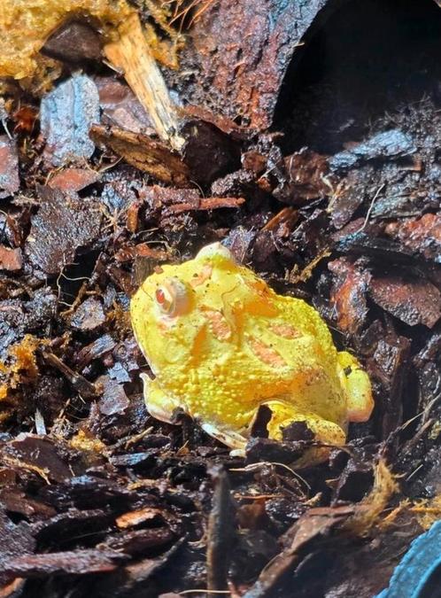 Diversen nakweek kleuren pacman kikkers, Dieren en Toebehoren, Reptielen en Amfibieën