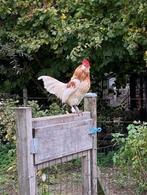 Sierhaantjes te koop, Dieren en Toebehoren, Pluimvee, Mannelijk, Kip