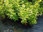 Pluimhortensia, Ophalen