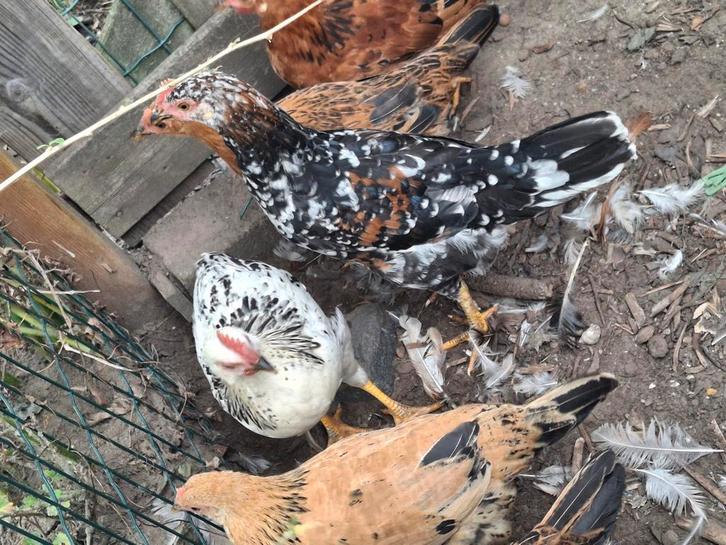 4 leghorn hanen, Dieren en Toebehoren, Pluimvee, Kip, Mannelijk