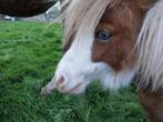 Schattige bontgekleurde Shetland pony - hengst - (1 jaar), Étalon, 0 à 2 ans