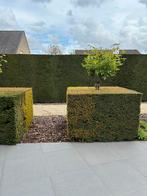 Taxus haag - blok, Jardin & Terrasse, Plantes | Arbustes & Haies, 100 à 250 cm, Taxus, Enlèvement, Haie