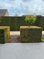 Taxus haag - blok, Tuin en Terras, Planten | Struiken en Hagen, Haag, Taxus, Ophalen, 100 tot 250 cm