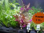aquariumplanten duur? uitzoeken inclusief varens/zwaardplant