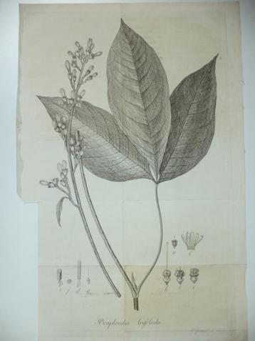 18E. kopergravure 'Bonplandia trifoliata' Friedrich Guimpel beschikbaar voor biedingen