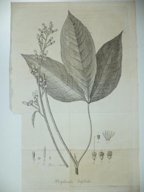 18E. kopergravure 'Bonplandia trifoliata' Friedrich Guimpel, Antiek en Kunst, Kunst | Etsen en Gravures, Ophalen of Verzenden