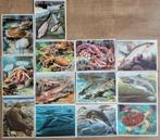 13 grote prenten: vissen en zeedieren, Ophalen of Verzenden, Gebruikt, Dier, Prent