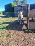 Swifter ooien, Femelle, Mouton, 0 à 2 ans