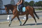 Super leuke vriendelijke ruin, Dieren en Toebehoren, Paarden, B, Ruin, 7 tot 10 jaar, Recreatiepaard