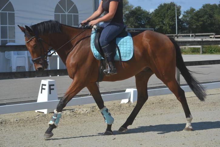 Super leuke vriendelijke ruin, Dieren en Toebehoren, Paarden, Ruin, B, 165 tot 170 cm, 7 tot 10 jaar, Recreatiepaard