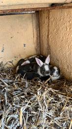 Vlaamse reus 8 baby’s beschikbaar wildkleur, Dieren en Toebehoren