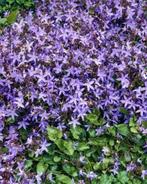 Campanula poscharskyana, Ophalen